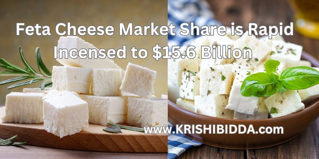 Feta Cheese Market Share is Rapid Incensed to $15.6 Billion