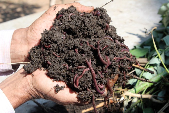 Vermi Compost Is the Ultimate Organic Food For Soil - krishibidda.com