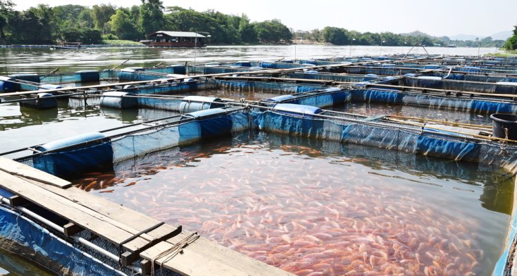 Fish Farming Market Growth Make New Hope For World Fish Industry At 2023