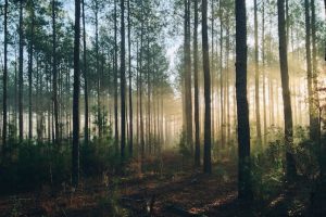 Forest Increment Growth, Looks Some New Hope For Environment At 2023
