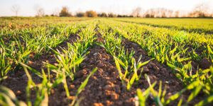Soil Health and Human Health, Exclusive Relation and co-ordination At 2023