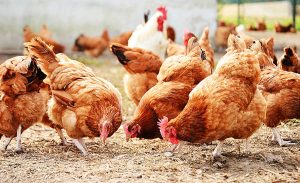 New Innovation Of Poultry, Rapid Increase of Sector At 2023