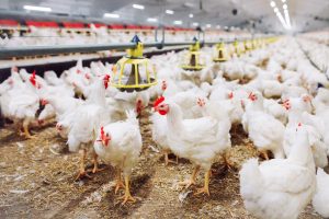 New Innovation Of Poultry, Rapid Increase of Sector At 2023