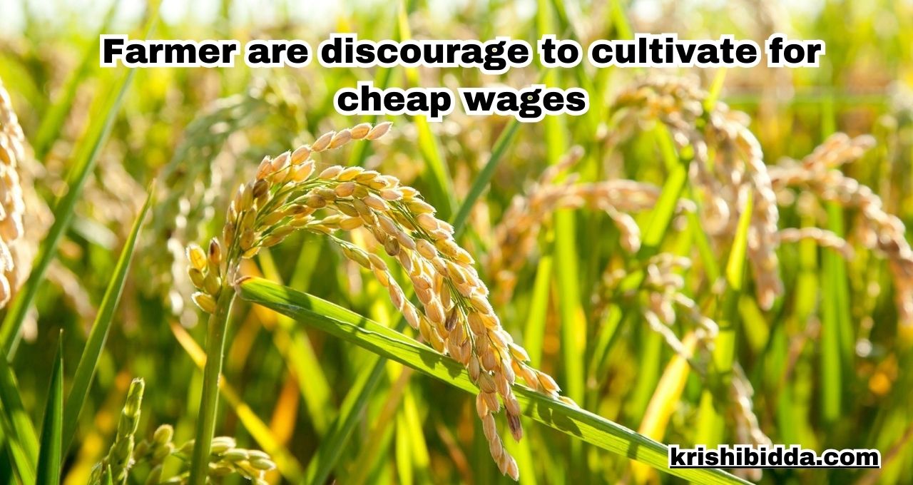 Farmer are discourage to cultivate for cheap wages